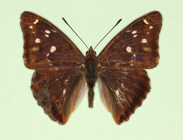 Apatura iris male (aberrant form iolata 2) (Internet Image property of respective owner, non-commercial use only)